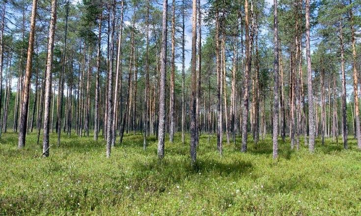 Костромская область. Государственный природный заповедник "Кологривский лес". Фото: официальный сайт заповедника kologrivskiy-les.ru