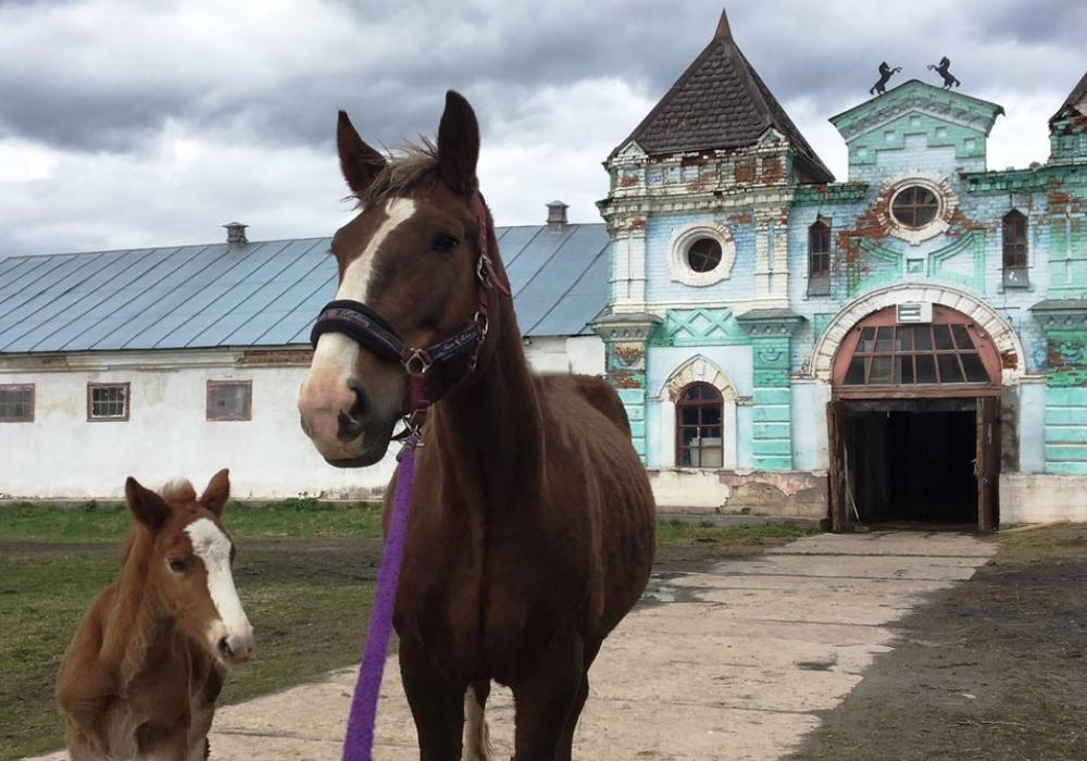 Костромская область, Сусанинский район, Северное сельское поселение, деревня Медведки. Племенной конный завод «Медведки». Фото: портал государственных органов Костромской области adm44.ru