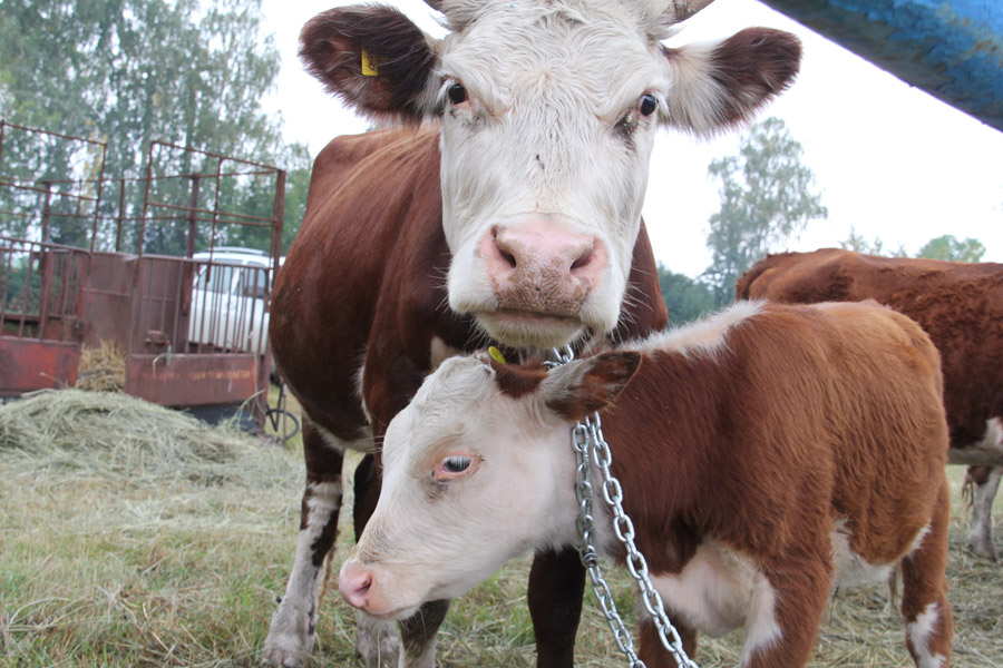 В 2015 году в Орловской области молочная продуктивность КРС составит не менее 4550 кг молока на одну корову