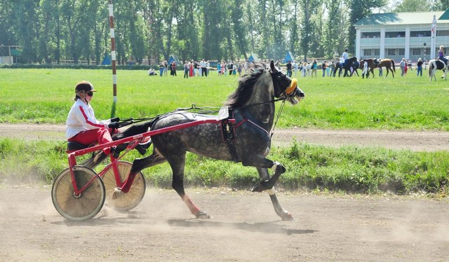 конноспортивное соревнование