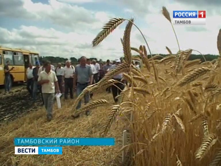 Аграриям рассказали о новых испытанных сортах сельхозкультур
