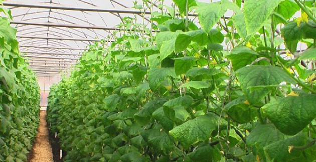продукты оранжерея